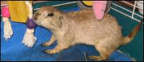  It's Pooh the Prarie Dog! 