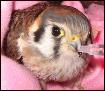  It's Rusty the American Kestrel falcon! 